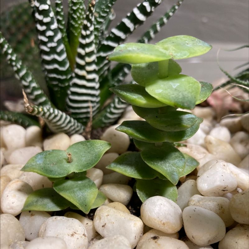 Close-up of healthy Crassula perforata succulent with round, button-like leaves stacked on stems, surrounded by small white pebbles.