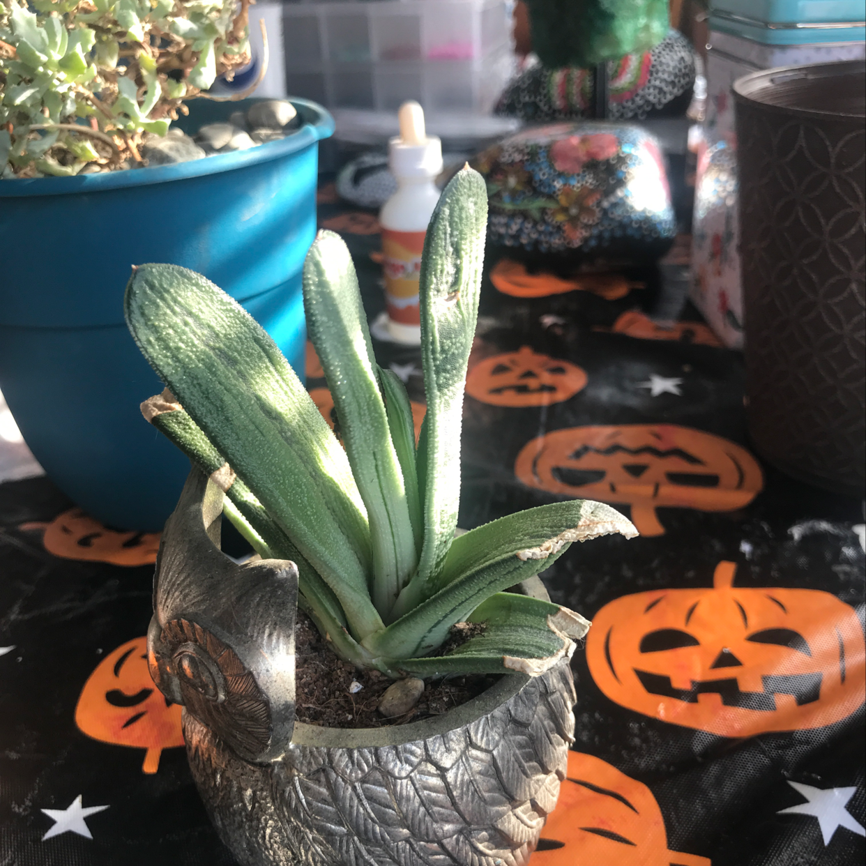 Healthy variegated Ox Tongue succulent plant in ornate pot surrounded by Halloween jack-o'-lantern decorations.