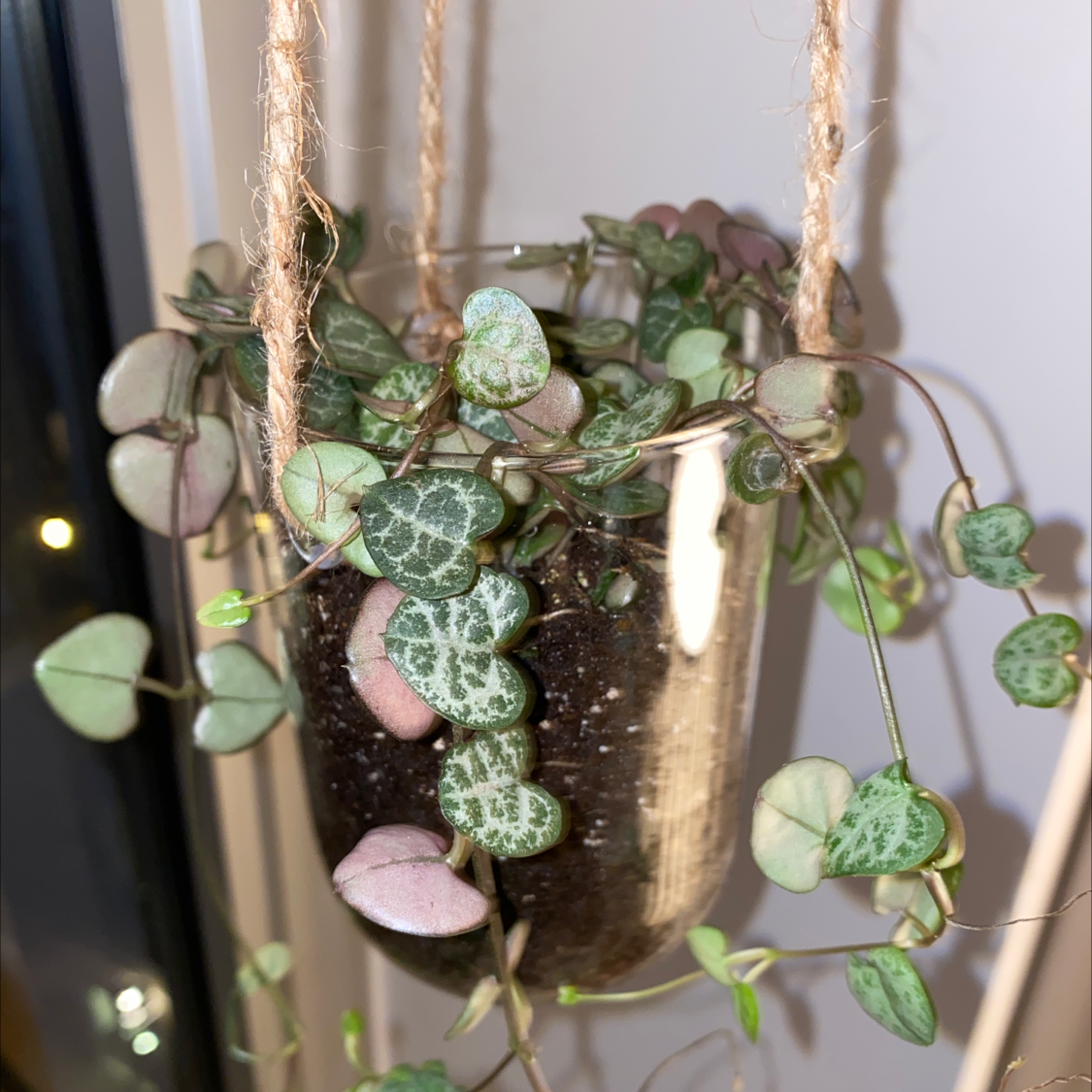 A thriving Chain of Hearts plant with lush, trailing vines and heart-shaped variegated leaves hanging in a gold planter.