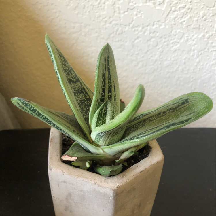 Healthy Gasteria succulent plant with thick spotted tongue-shaped leaves in a small terra cotta pot, against a plain background.