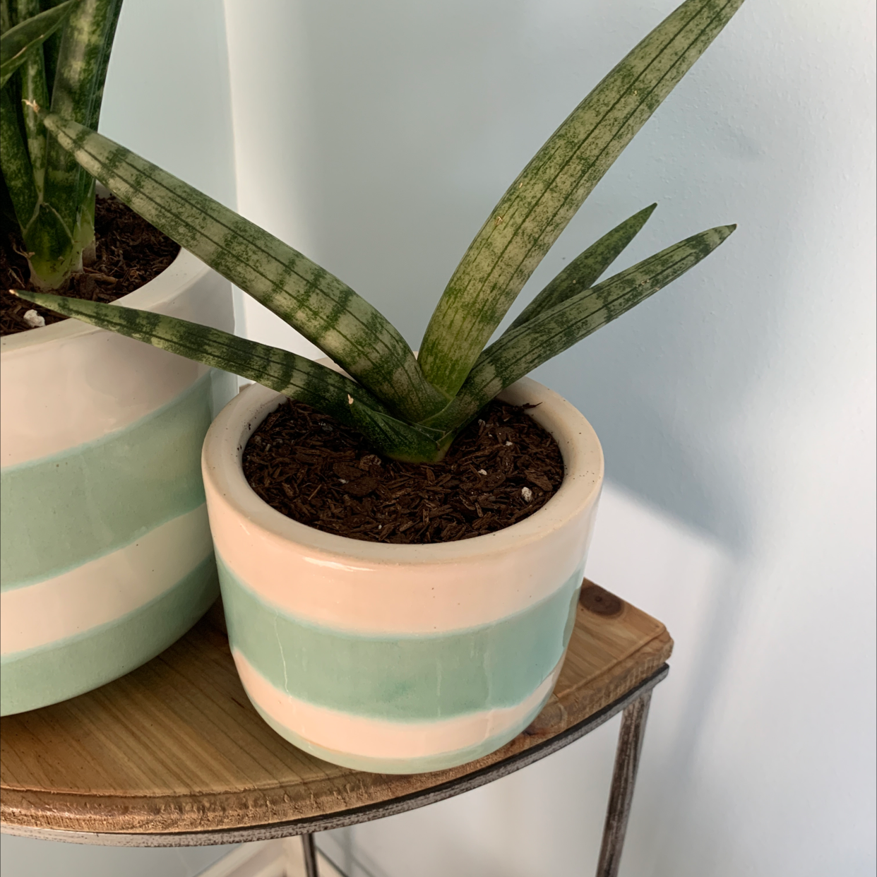 Cylindrical Snake Plant in a small green and white striped pot on a wooden shelf.