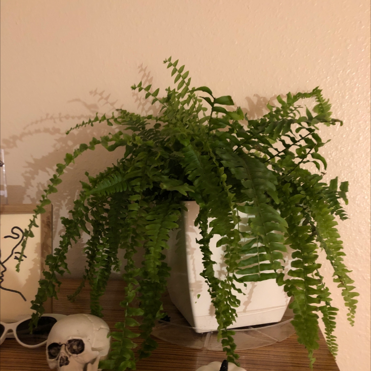 Healthy, lush Boston fern with vibrant green fronds in a white ceramic pot, thriving indoors.