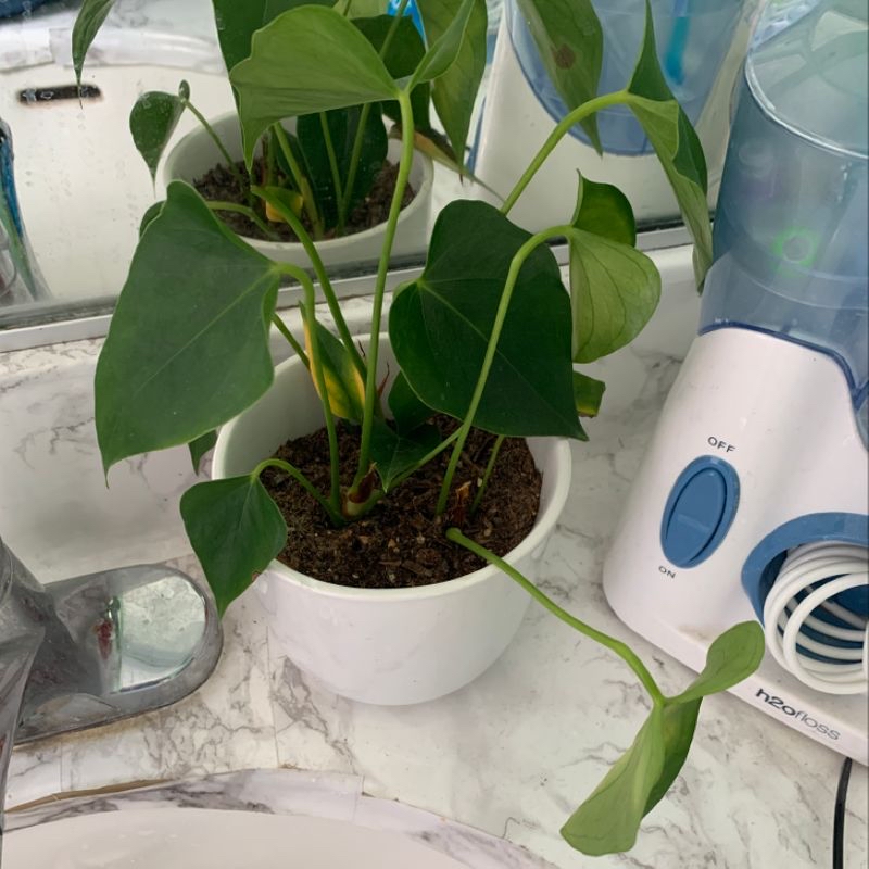 Healthy Painter's Palette plant in ceramic pot with multicolored leaves, one leaf yellowing, moist soil visible.