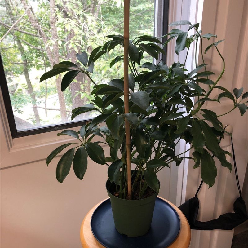 Plant care for Jasmine on Greg, the plant care app