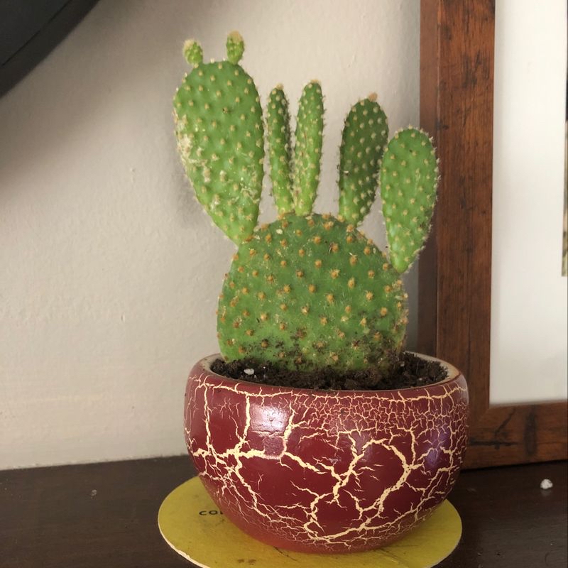 Bunny Ears Cactus (Opuntia microdasys) in a pot, healthy and well-framed.