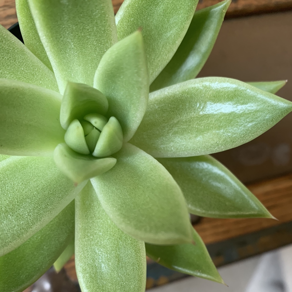 Healthy Lipstick Echeveria succulent with green rosette leaves.