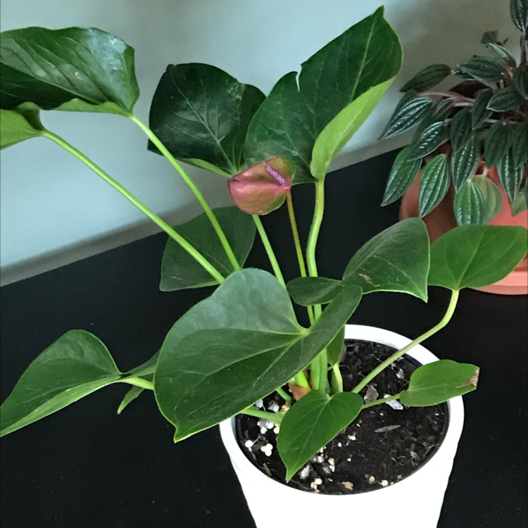 Healthy Anthurium Andraeanum plant with glossy green foliage and a bright red flower growing in a white ceramic pot.