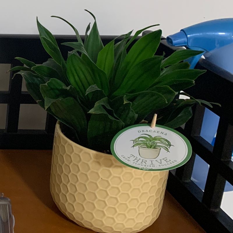 Healthy, thriving Cornstalk Dracaena plant with lush green leaves in a cream textured ceramic planter on a dark wood shelf.