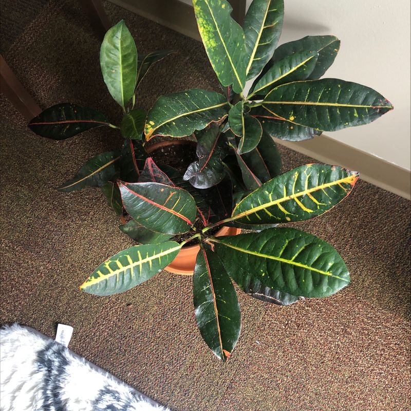 A healthy, vibrant Croton 'Petra' plant with glossy, colorful variegated leaves in shades of green, yellow and red.