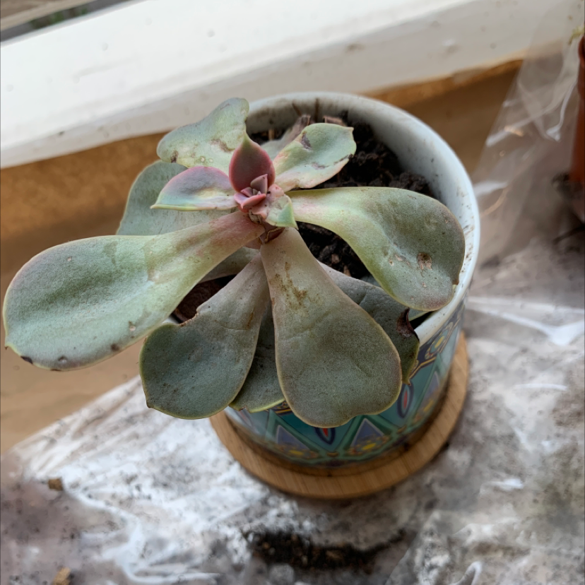Painted Echeveria in a decorative pot with some leaf discoloration and visible soil.
