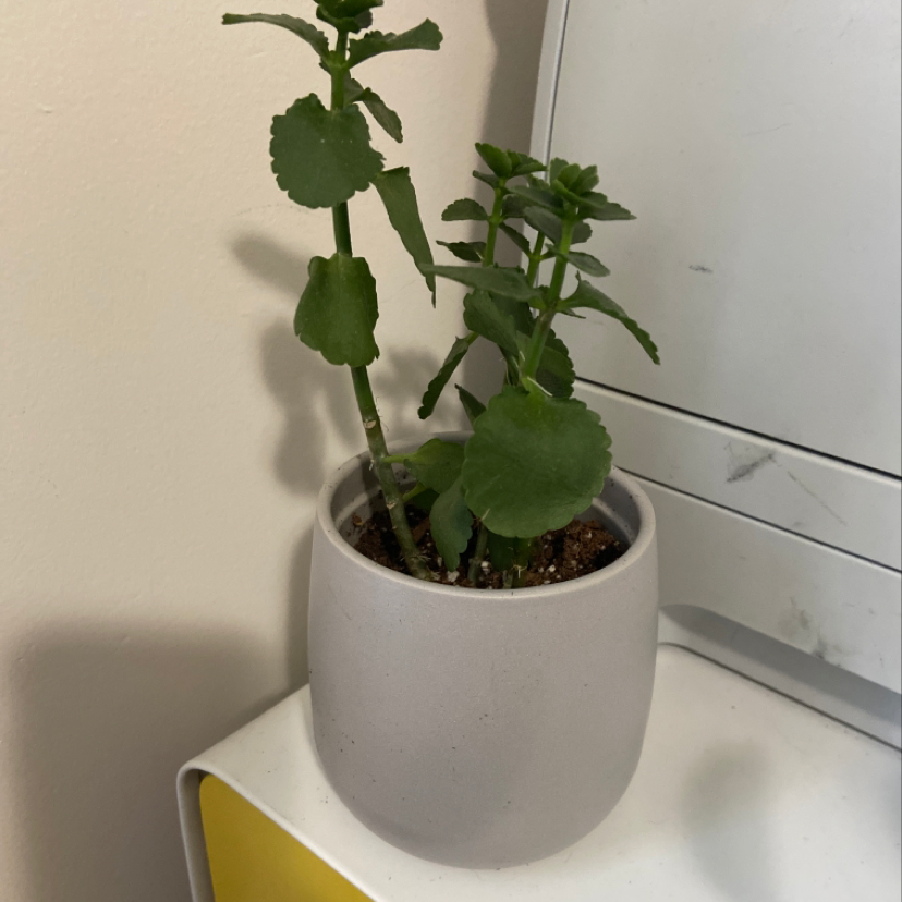 Photo of the plant species Schoenorchis Scolopendria by Chelsea named Danielle on Greg, the plant care app