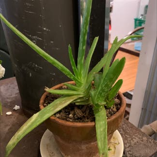 Aloe Vera plant in Taumarunui, Manawatu-Wanganui