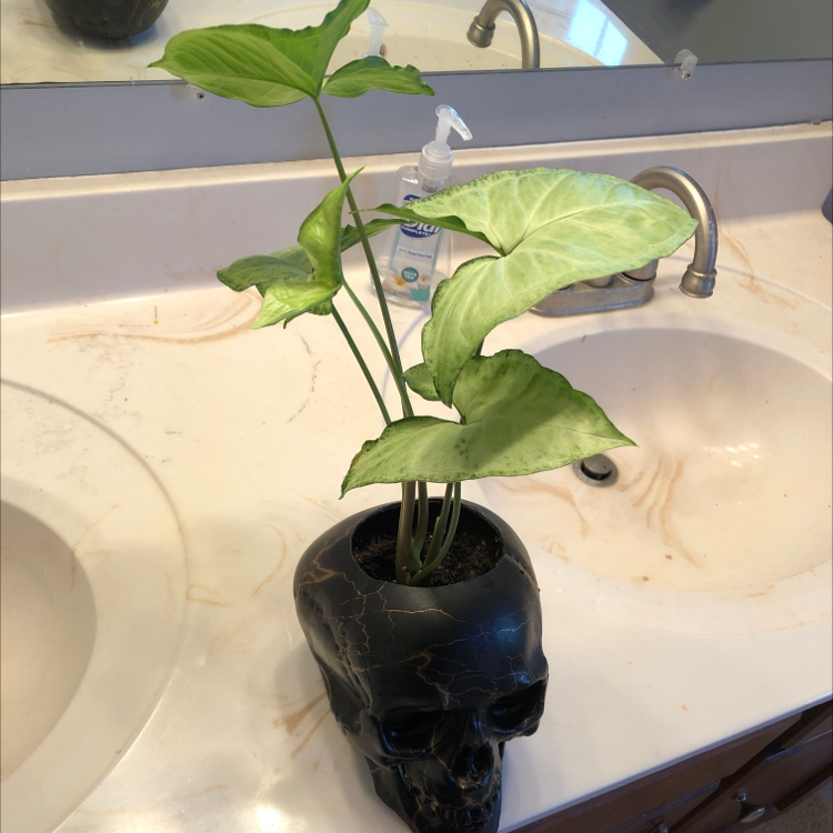 Healthy young Arrowhead Plant with vibrant green leaves in a small black skull-shaped planter on a white countertop.