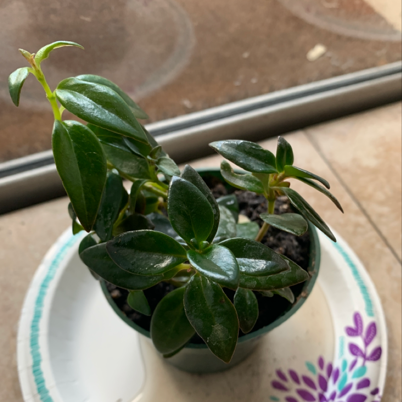 Best Soil Potting Mix for Goldfish Plant 🐠