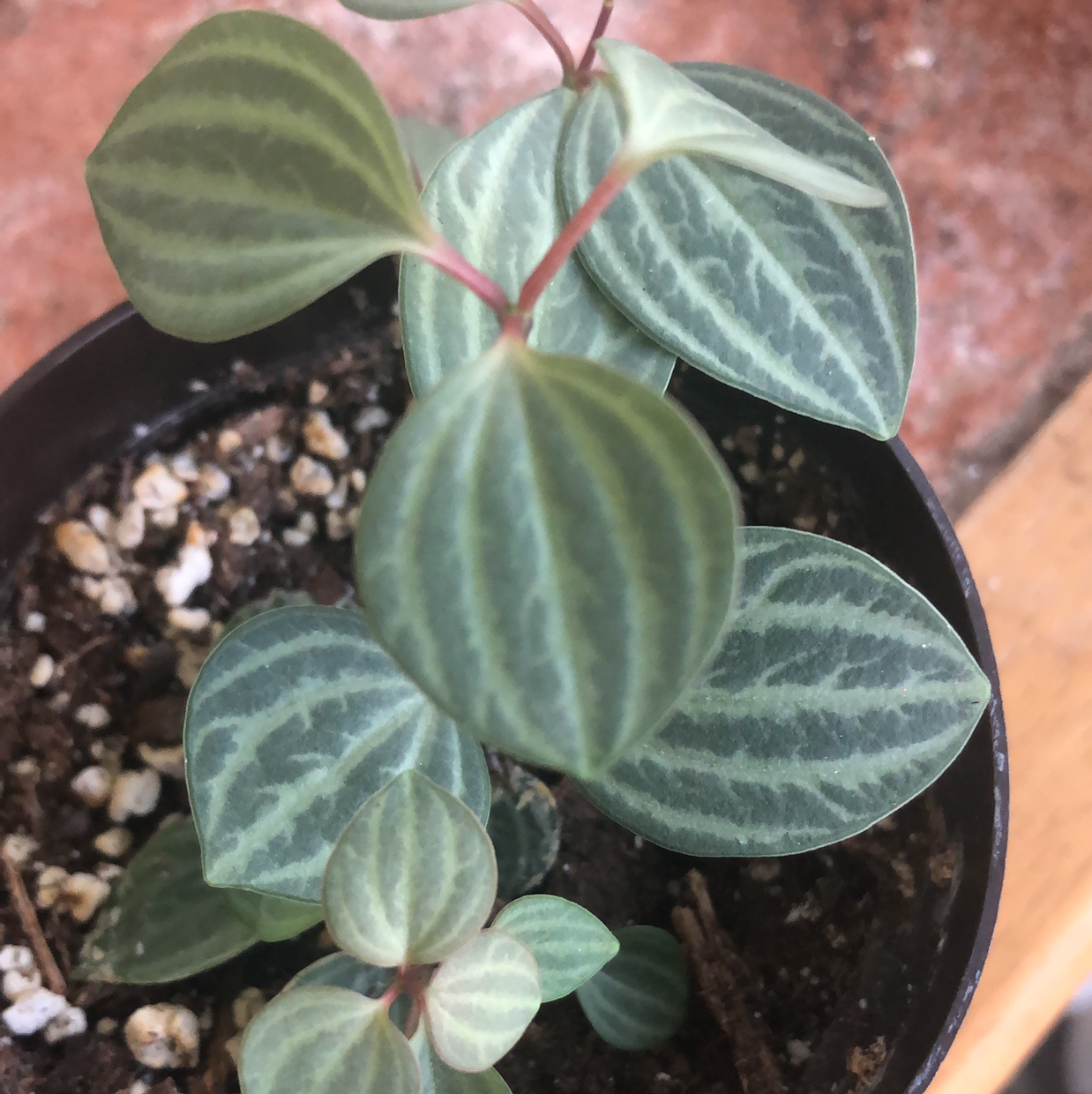 Jewel Orchid plant in a pot with healthy, veined leaves and visible soil.