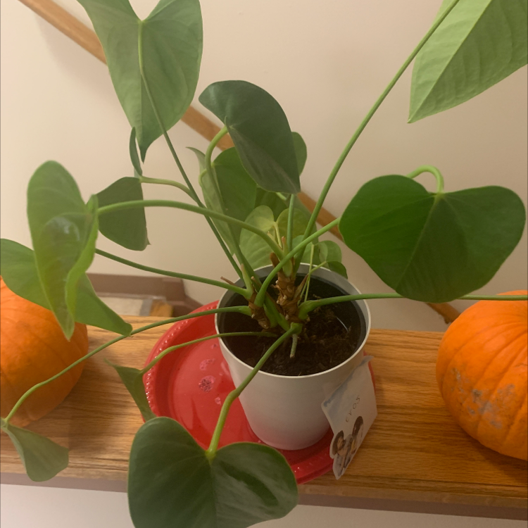 Healthy Anthurium clarinervium plant with vibrant green heart-shaped leaves showcasing prominent white veins, held by a hand.