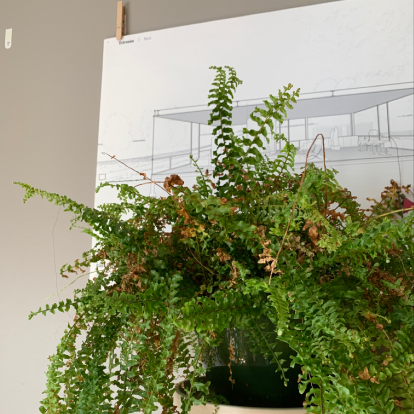 Healthy young potted Lemon Button fern with green fronds, in a black plastic pot indoors with architectural plans in background.