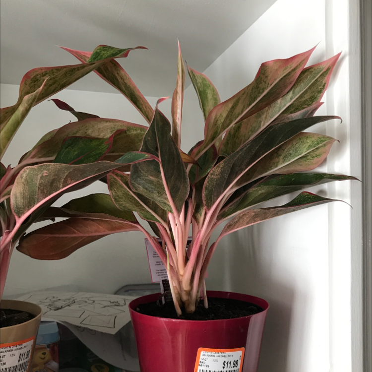 Healthy Chinese Evergreen houseplant with pink and green variegated leaves in a pink pot, well-framed but slightly out of focus.