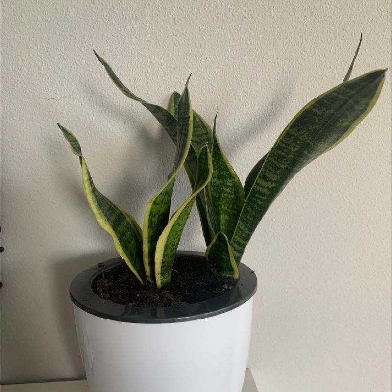 Snake Plant plant photo by @Bellyboo named Harold on Greg, the plant care app.