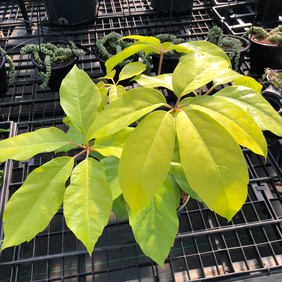 Your Virginia Creeper's Light Needs