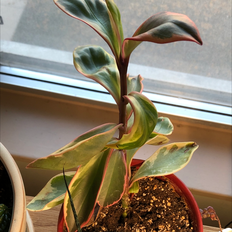 Potted Jelly Plant with variegated leaves near a window.