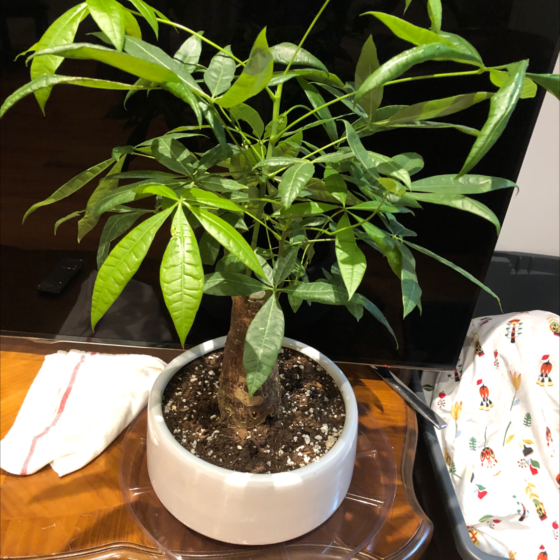 Money tree plant with braided trunks and vibrant green leaves in a white pot, appearing healthy.
