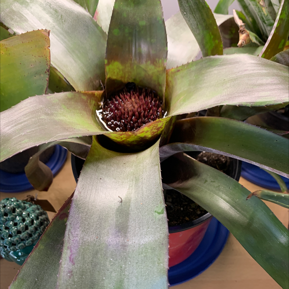 Urn Plant with broad leaves, central water reservoir, and visible discoloration in a pot.