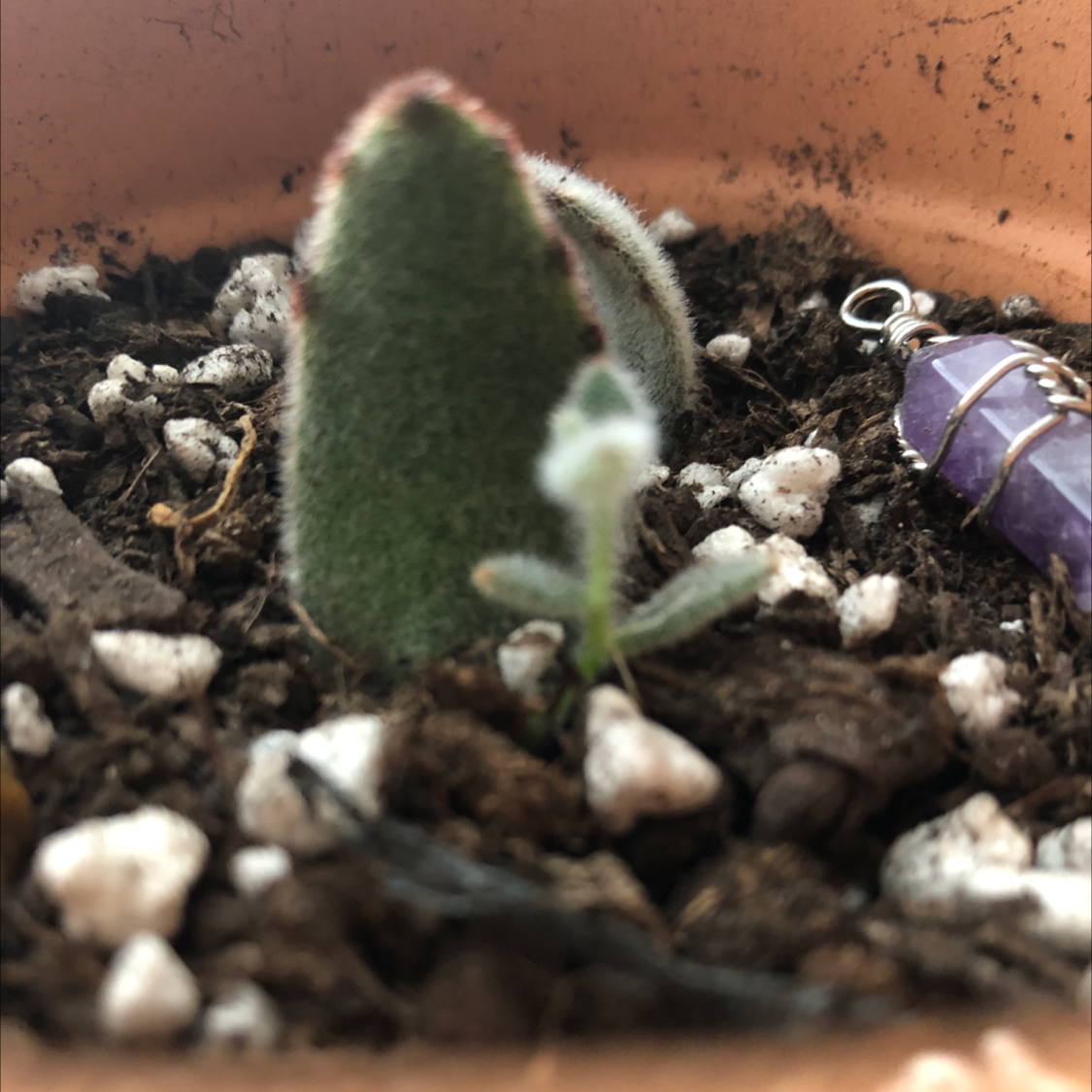 Panda Plant plant photo by @gracenevitt named Lil Bubby on Greg, the plant care app.