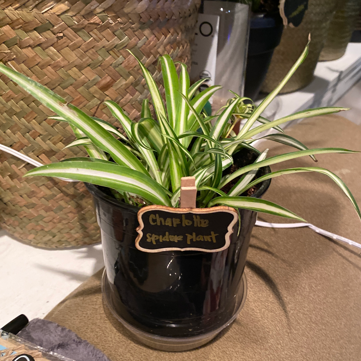 Photo of the plant species Drcaena by Maria golda named Charlotte on Greg, the plant care app