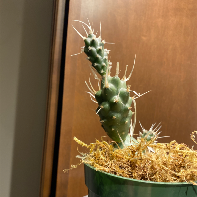 Potted Eve's Needle Cactus with green stem and prominent spines, covered with moss.