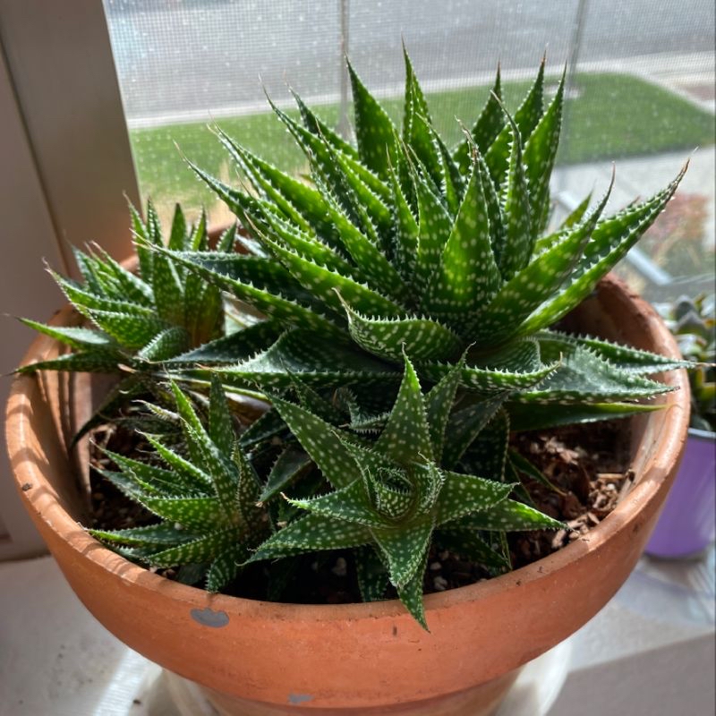 Plant care for Summer Snapdragon on Greg, the plant care app