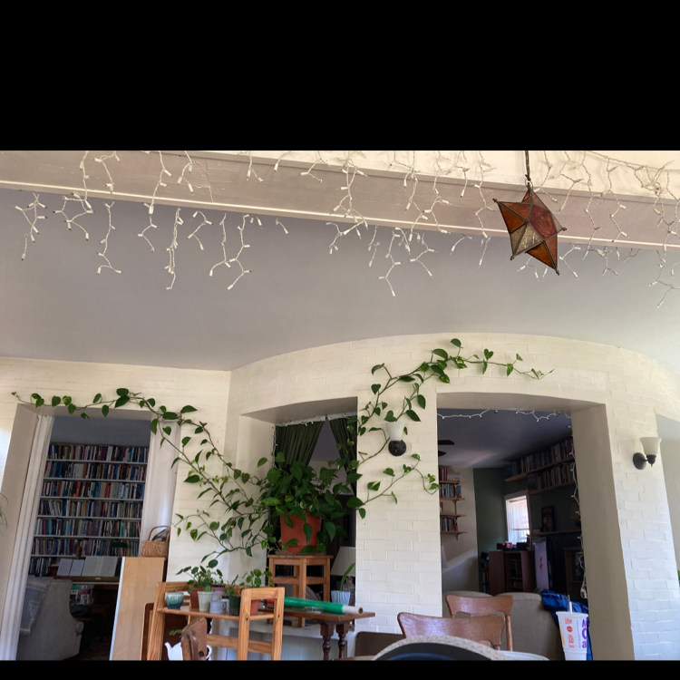 Photo of the plant species Psychedelic Sky Butterfly Bush by Sarah named Audrey on Greg, the plant care app
