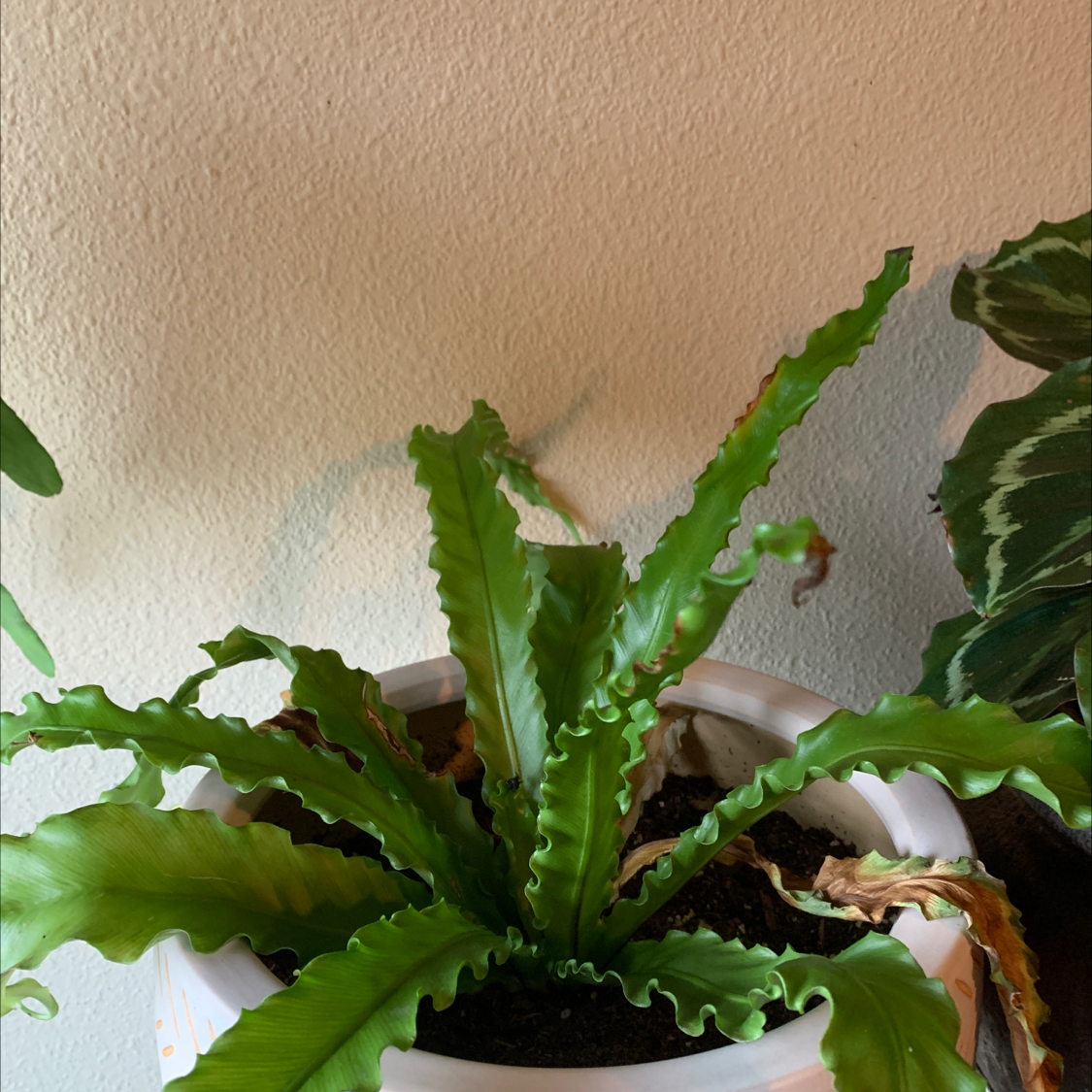 Healthy Bird's Nest Fern with vibrant green, wavy fronds growing in a nest-like pattern in a brown ceramic pot.
