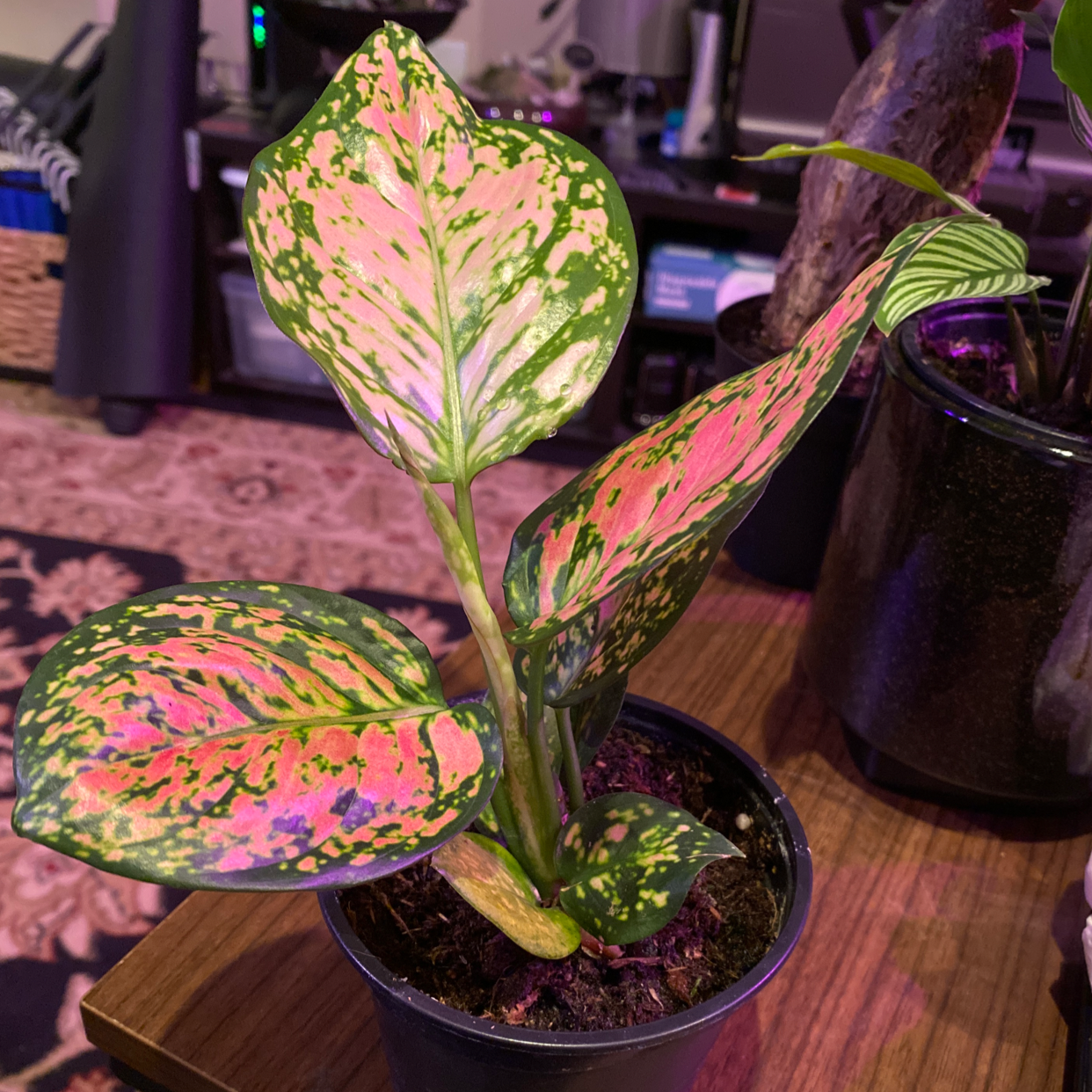 A healthy Dieffenbachia plant with vibrant, variegated leaves in shades of green, yellow, and pink, potted in soil on a wooden surface.