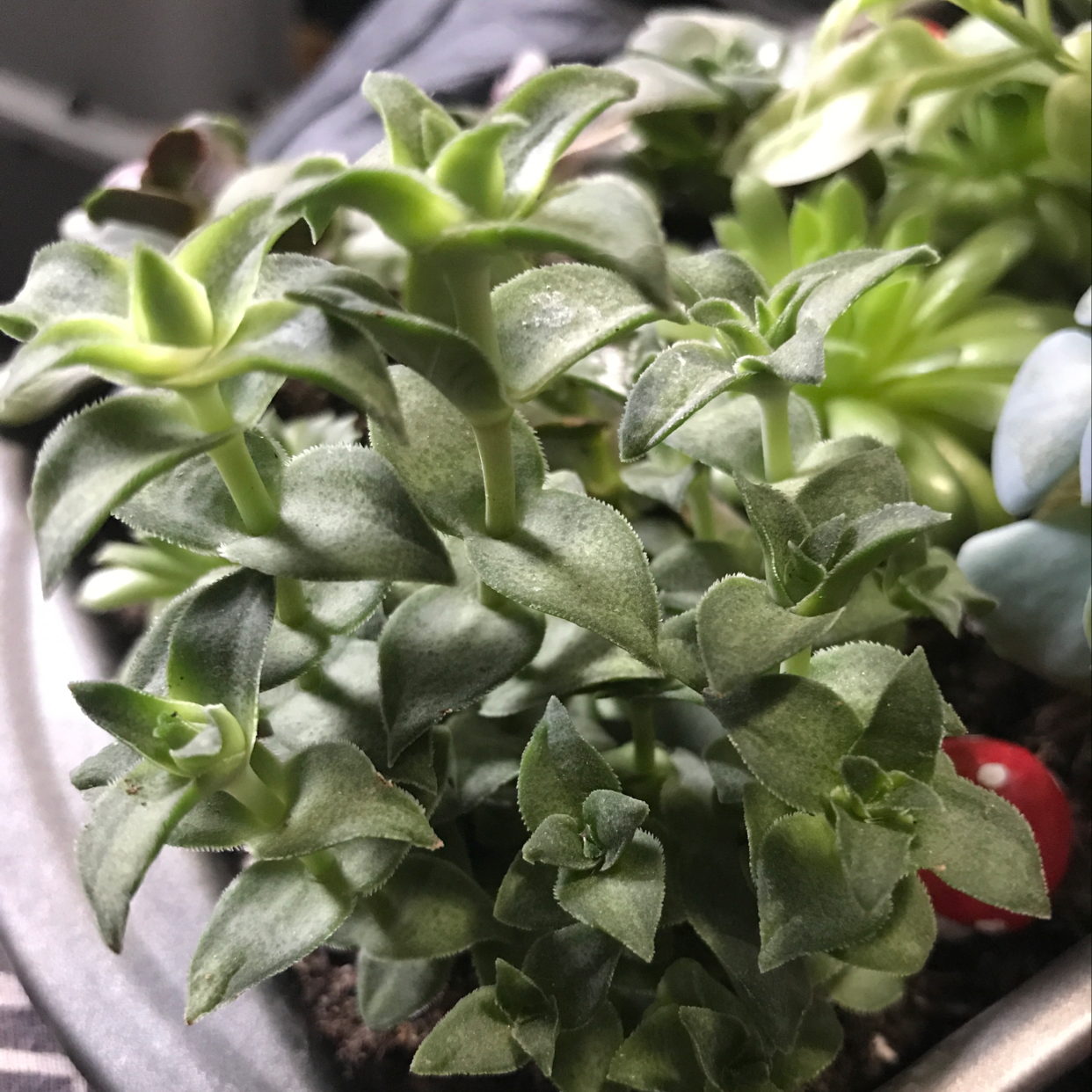 Healthy Baby Sun Rose plant with green, succulent leaves in a well-maintained pot.