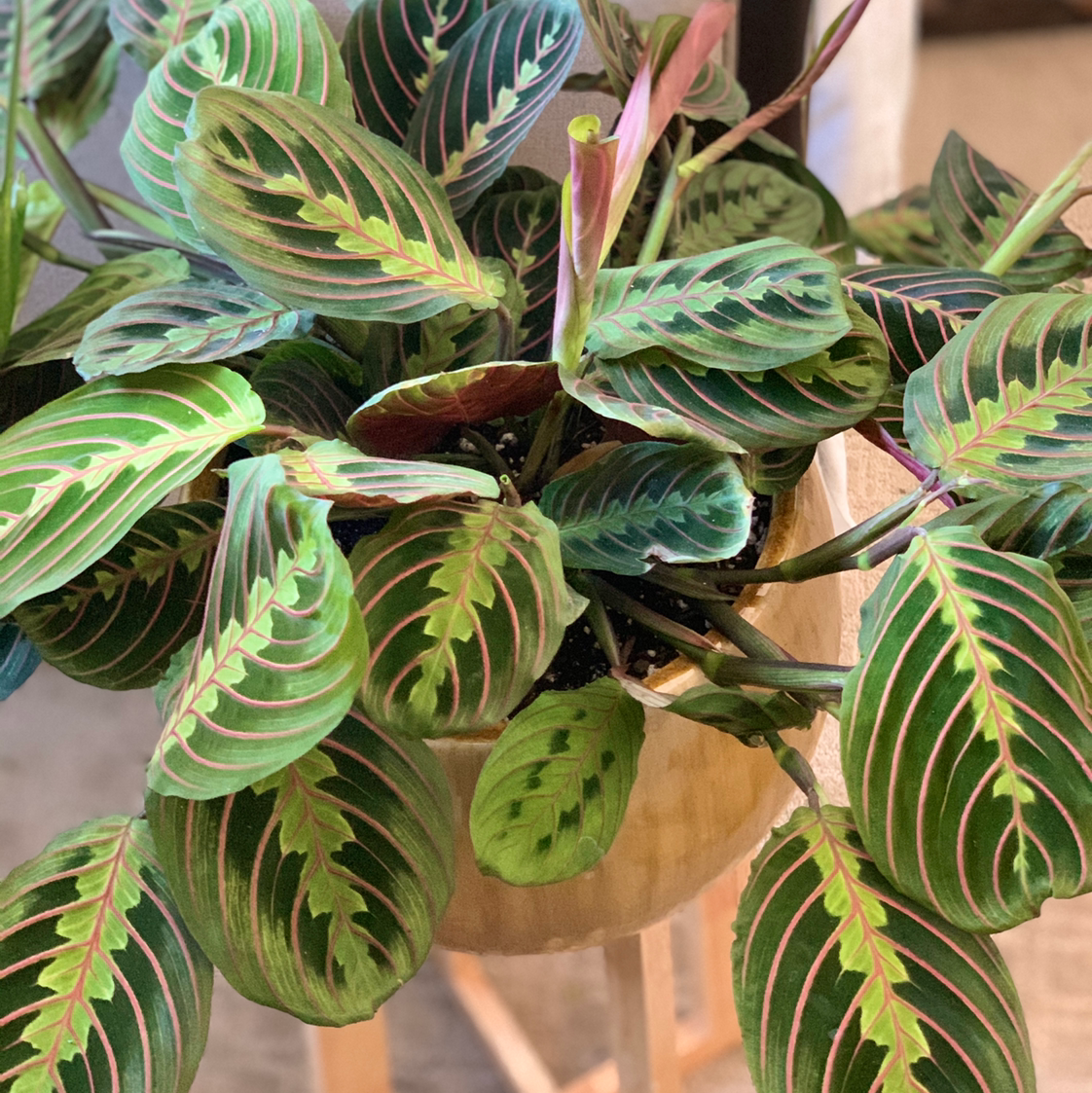 Best Soil for Red Prayer Plant