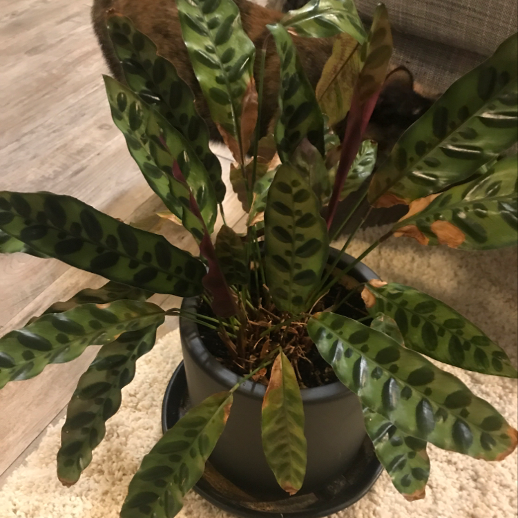 Rattlesnake Plant (Calathea lancifolia) in a pot with some leaves showing browning and yellowing.