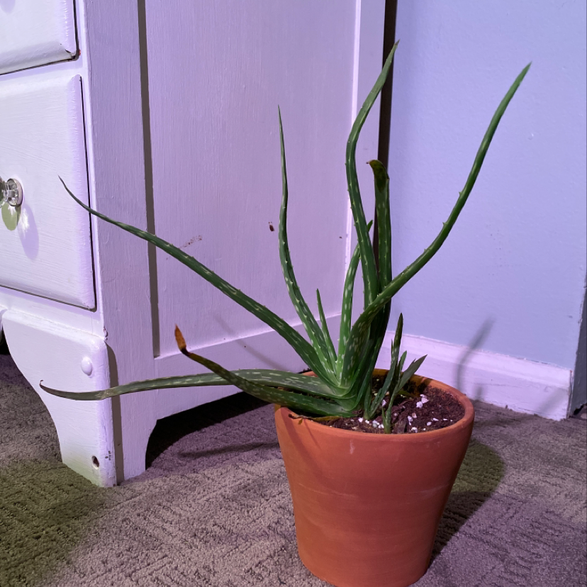 Healthy aloe vera plant with thick green leaves growing straight up in a terra cotta pot, sitting on grey carpet in front of a purple door.