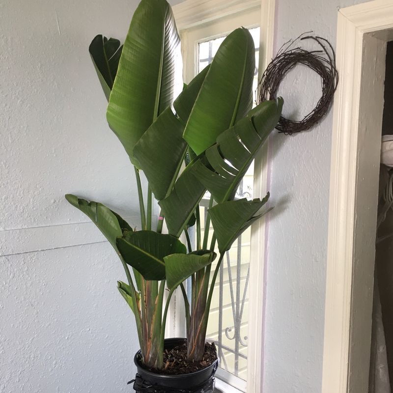 Healthy White Bird of Paradise plant with large, glossy green leaves reaching upward, in a woven basket against a light door frame.