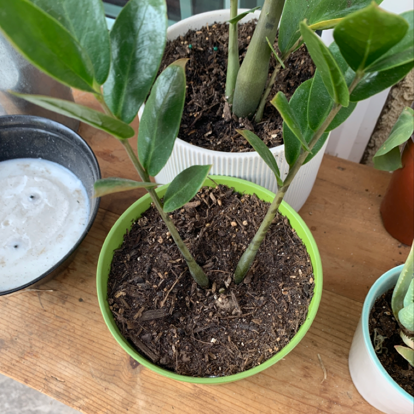 Healthy potted ZZ plant with glossy dark green pinnate leaves, placed on a wooden surface, slightly off-center in frame.