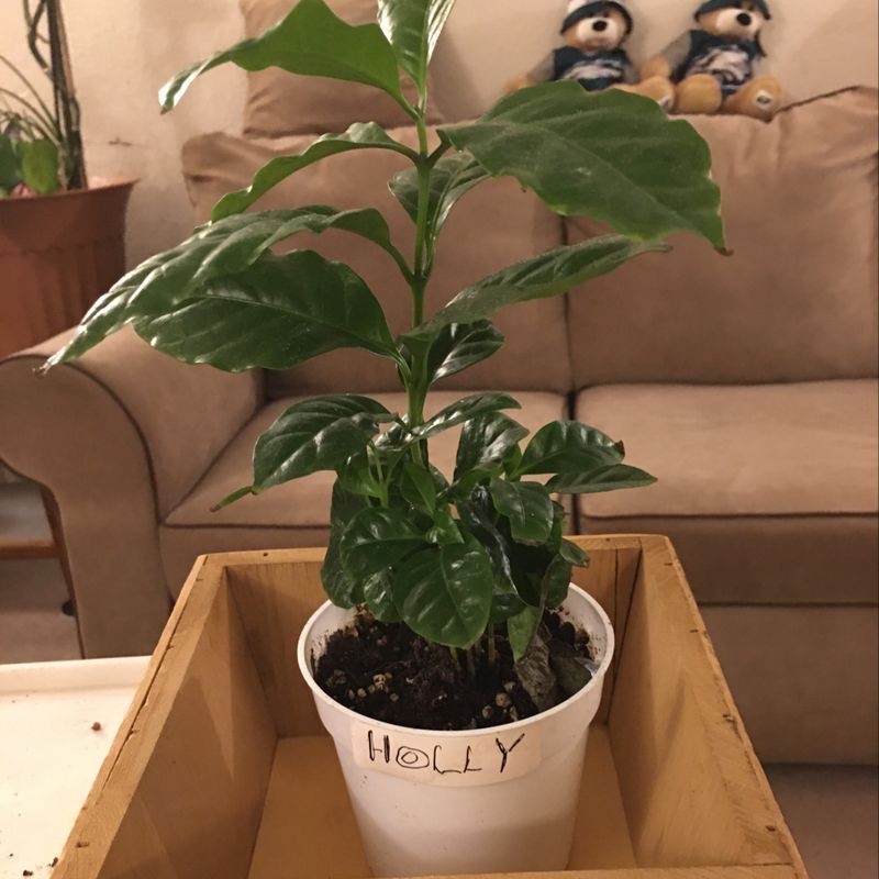 A healthy Arabian coffee plant with glossy green leaves growing in a white pot, sitting on a beige couch with plush penguin toys.
