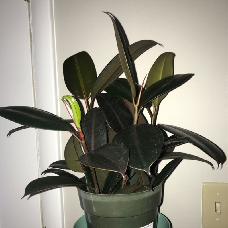 Photo of the plant species White Lisbon by @Meganwilliams99 named Rubber on Greg, the plant care app
