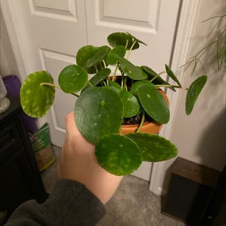 Chinese Money Plant plant in Laingsburg, Michigan