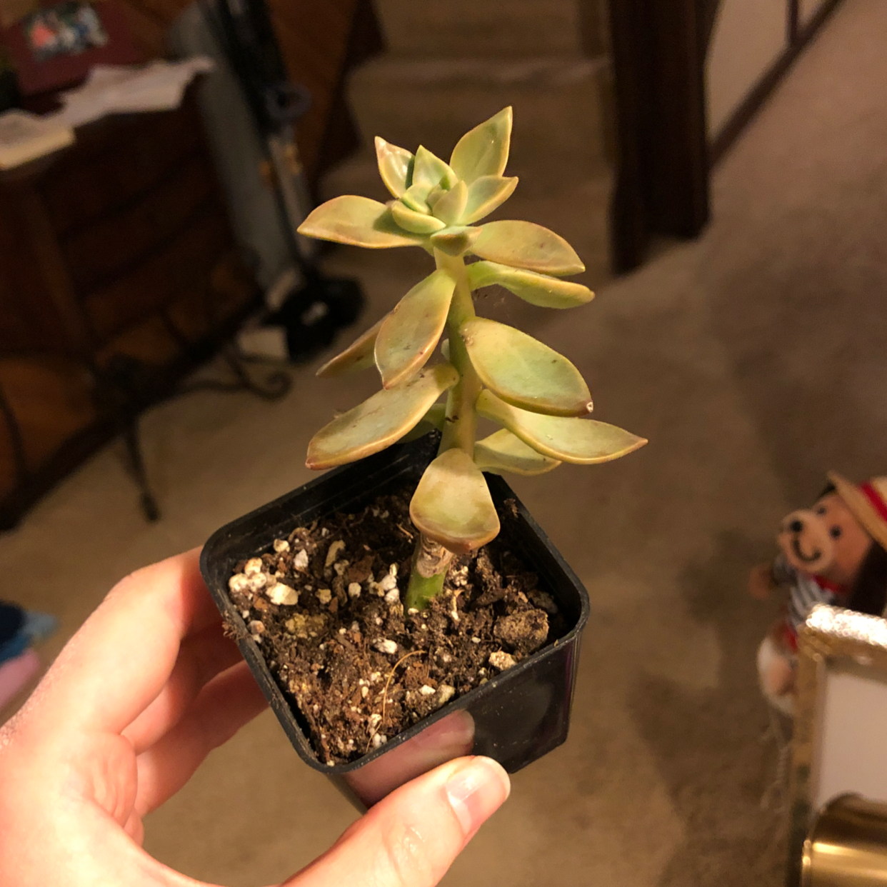 A small Ghost Plant succulent in a black pot with visible soil, showing some yellowing and browning leaves.