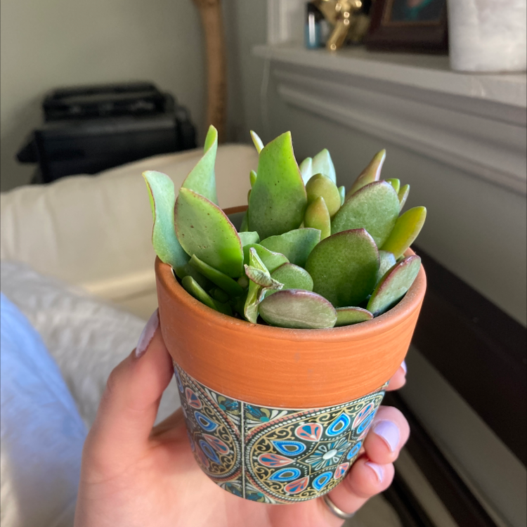 Bear's Paw plant in a decorative pot held by a hand, appears healthy with green leaves.
