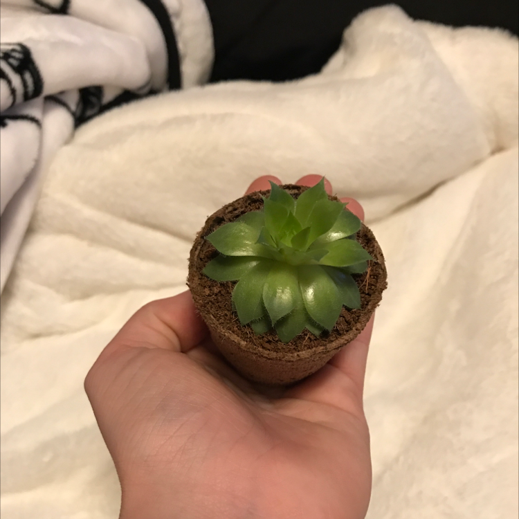 A healthy Tree Aeonium succulent in a small pot, held by a hand.