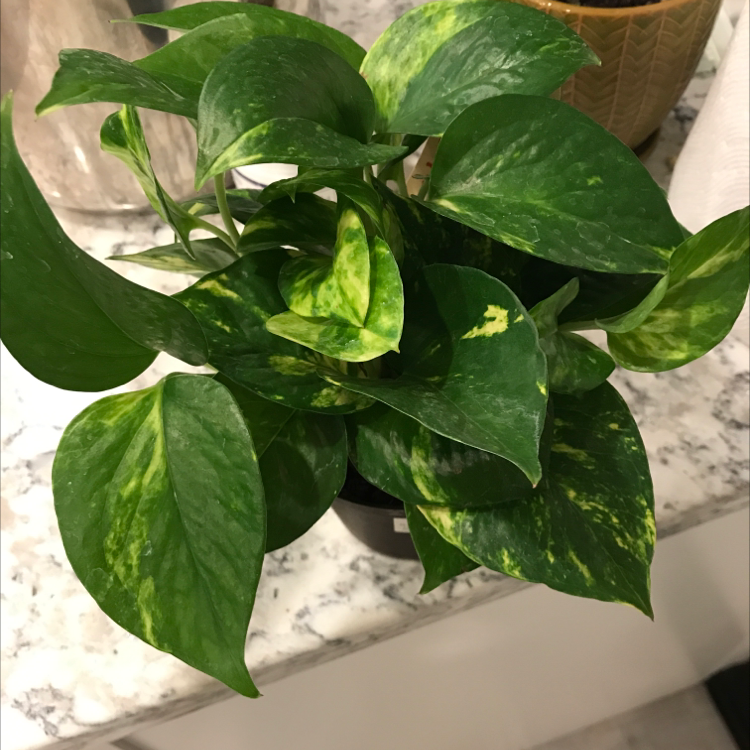 Healthy Jade Pothos plant with lush green variegated leaves in a white ceramic pot on a light surface.