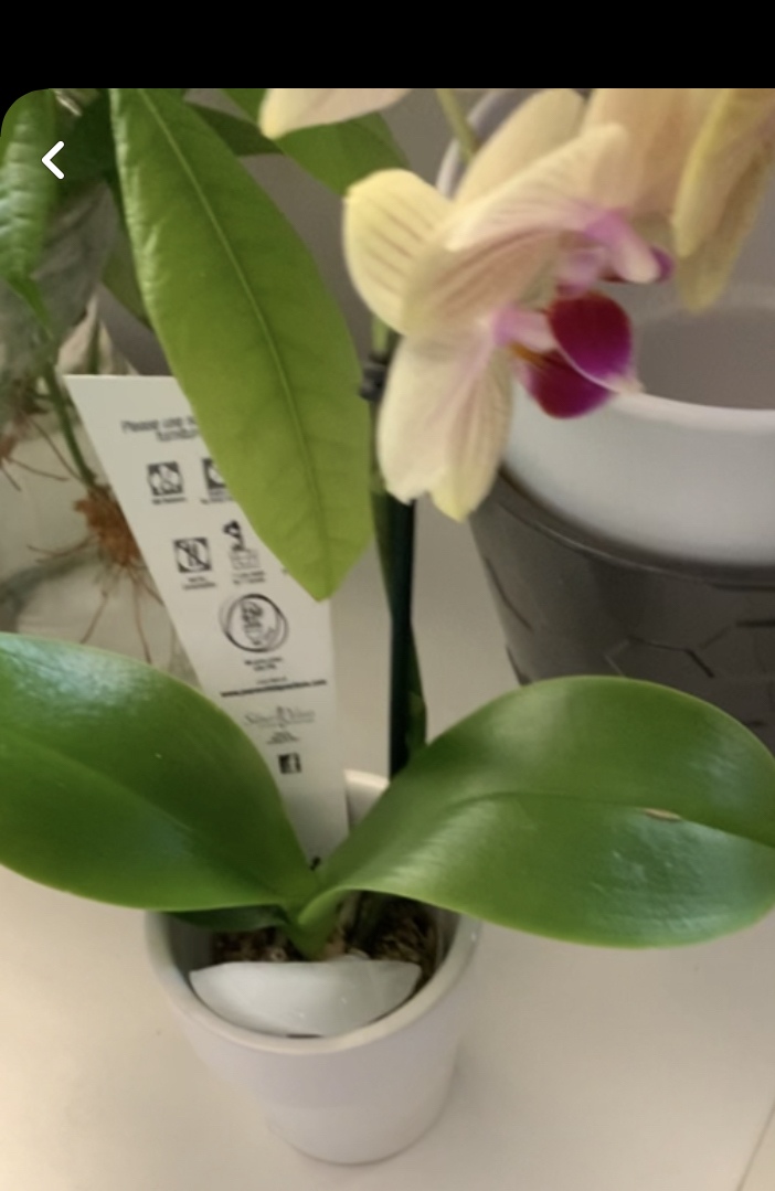 Photo of the plant species Vanilla Pompona by Calli named Scarlett on Greg, the plant care app