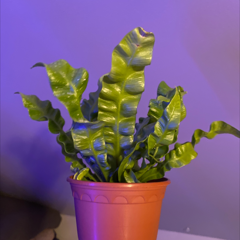 Hart's Tongue Fern in a plastic pot with vibrant green leaves.