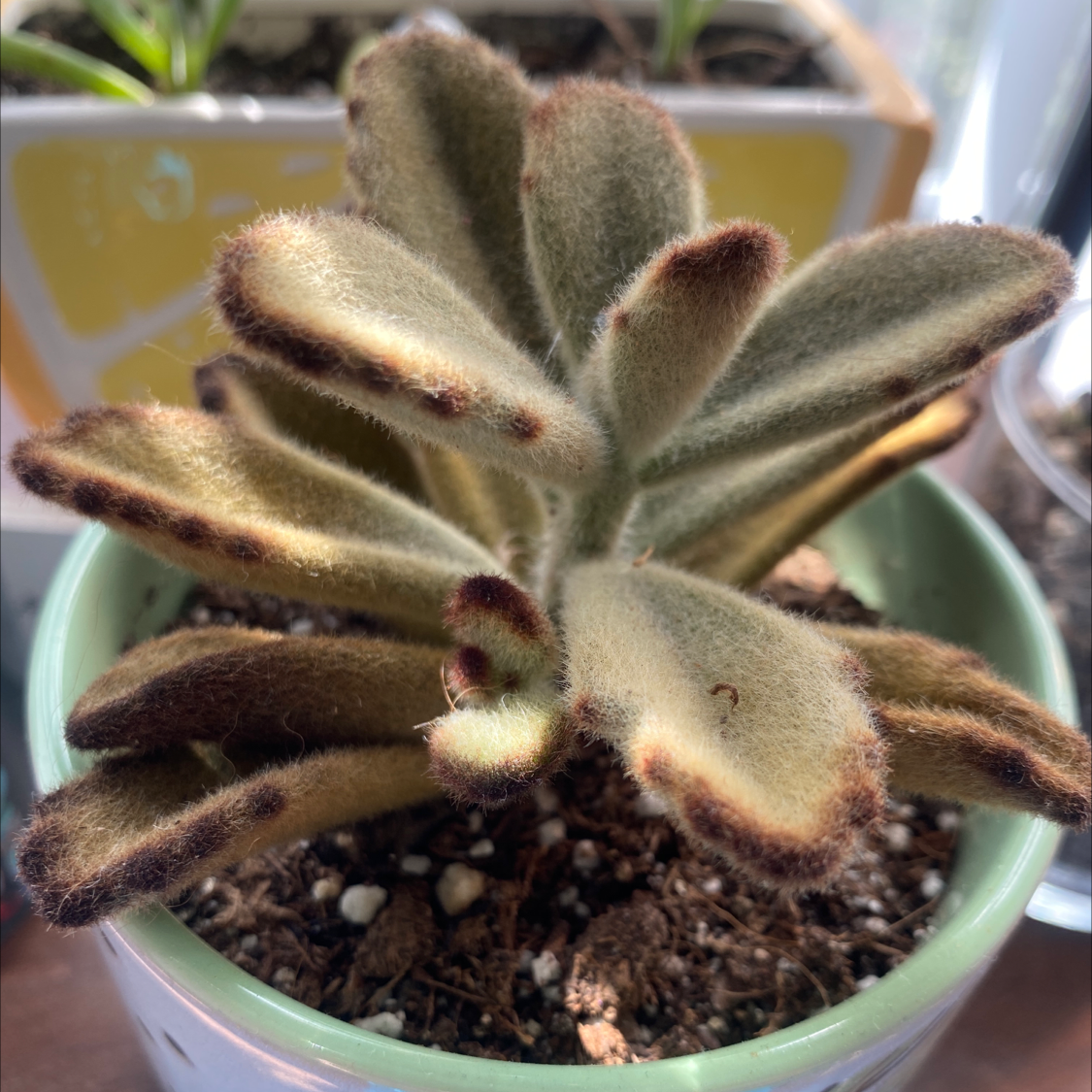 Panda Plant (Kalanchoe tomentosa) in a pot with fuzzy leaves and brown edges.